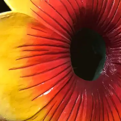 Close-up of vibrant red and yellow flower petals with a dark center.